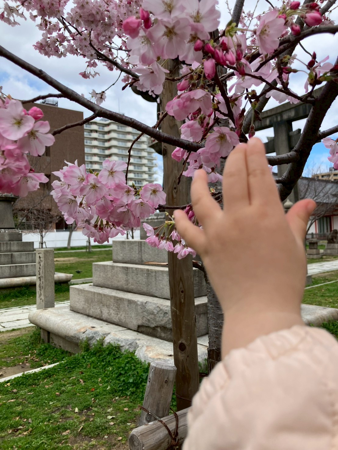 西長堀駅付近の公園の桜に手を伸ばす園児
