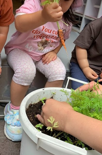 人参を収穫する1歳児
