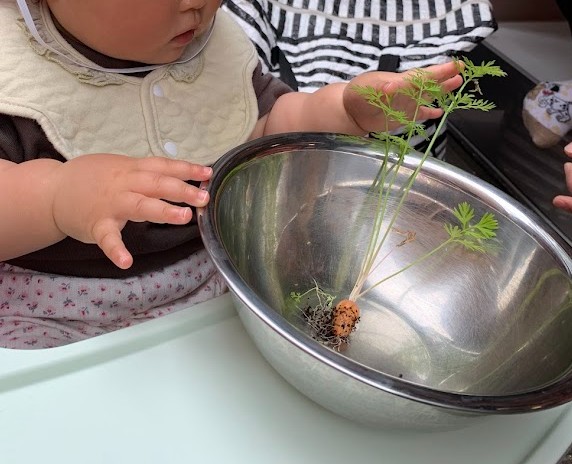 収穫した人参を観察する0歳児
