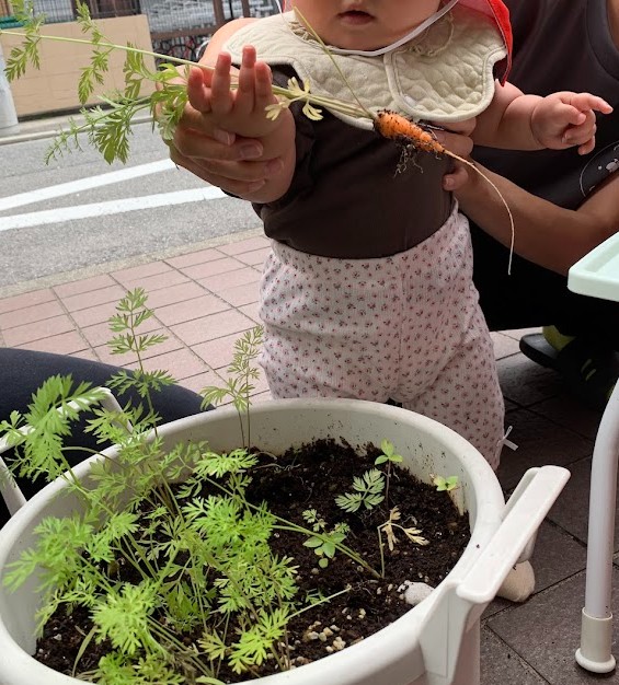 保育士と一緒に人参を収穫する0歳児